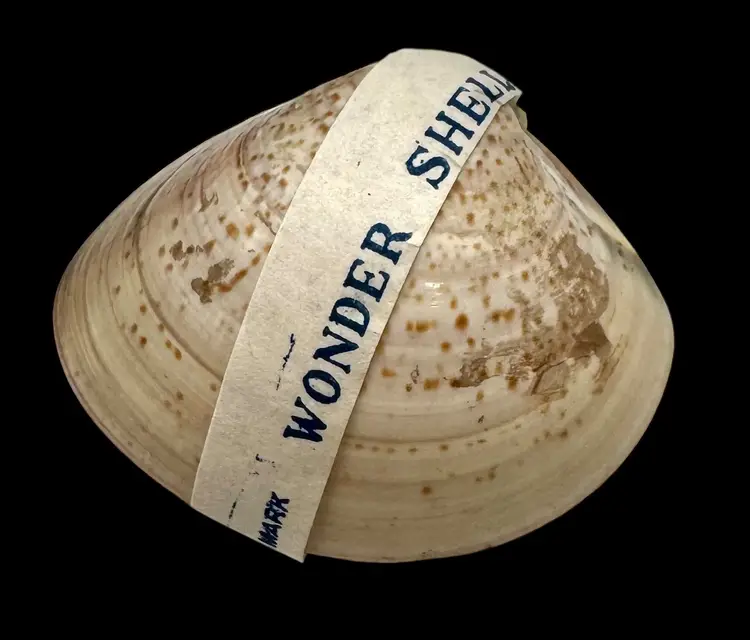 Vintage Wonder Shell Water Flowers Sealed New Novelty Surprise Magic Japan 1”