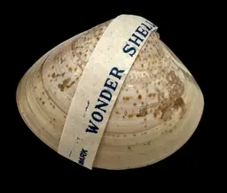 Vintage Wonder Shell Water Flowers Sealed New Novelty Surprise Magic Japan 1”