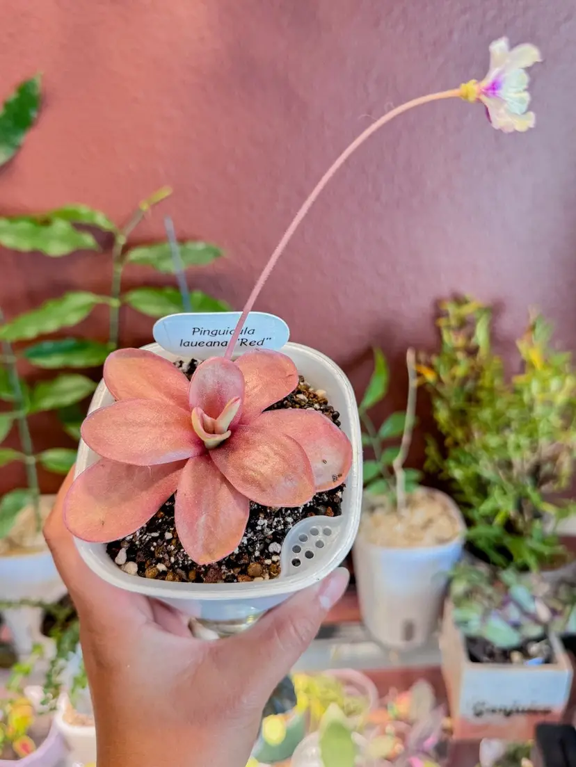 Livestream thumbnail