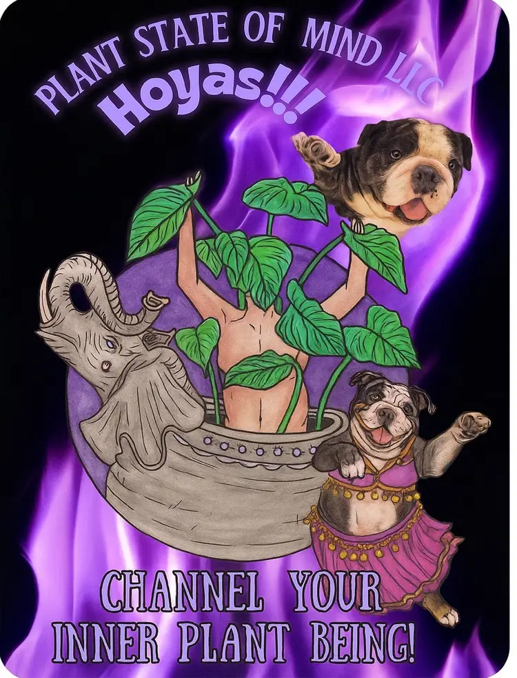 NORA BELLY DANCES??CUTTINGS,GVEYS & HUMPERSDAY HOYAS!