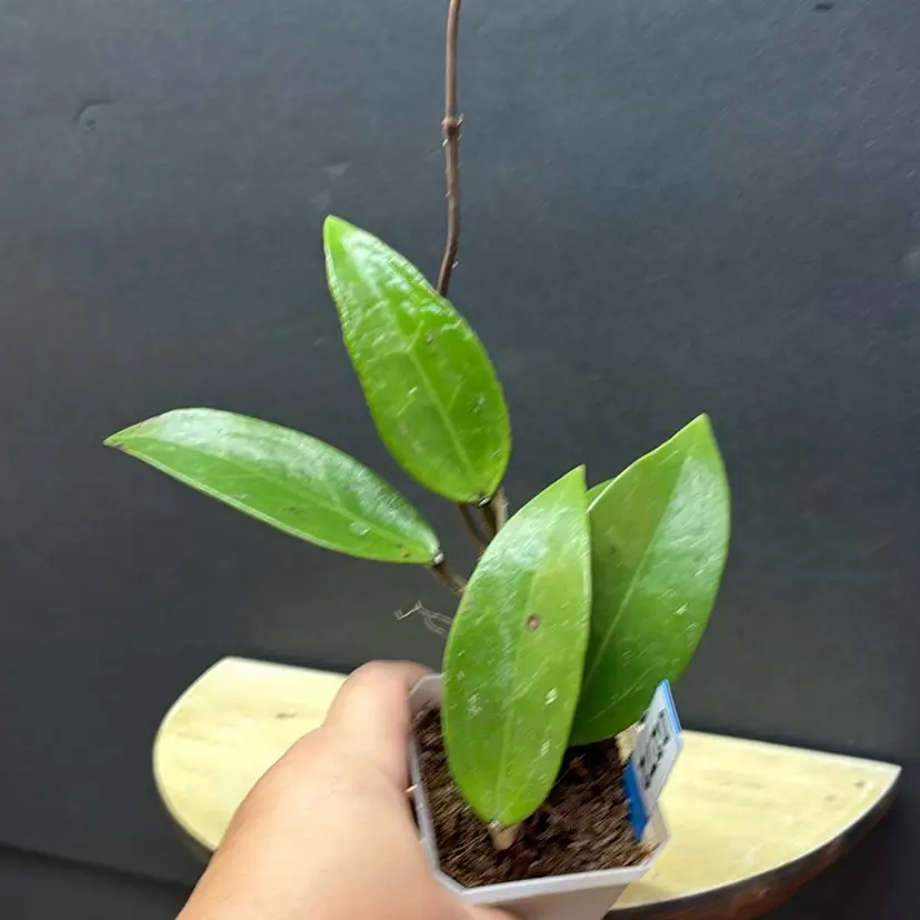 272 Hoya verticillata chomporn