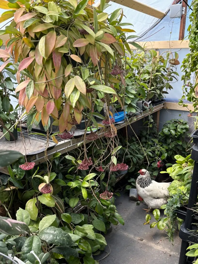 Livestream thumbnail