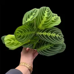 Lemon Lime Maranta Prayer Plant