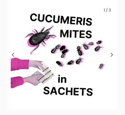 Box of Cucumeris Mite Sachets (100 count)