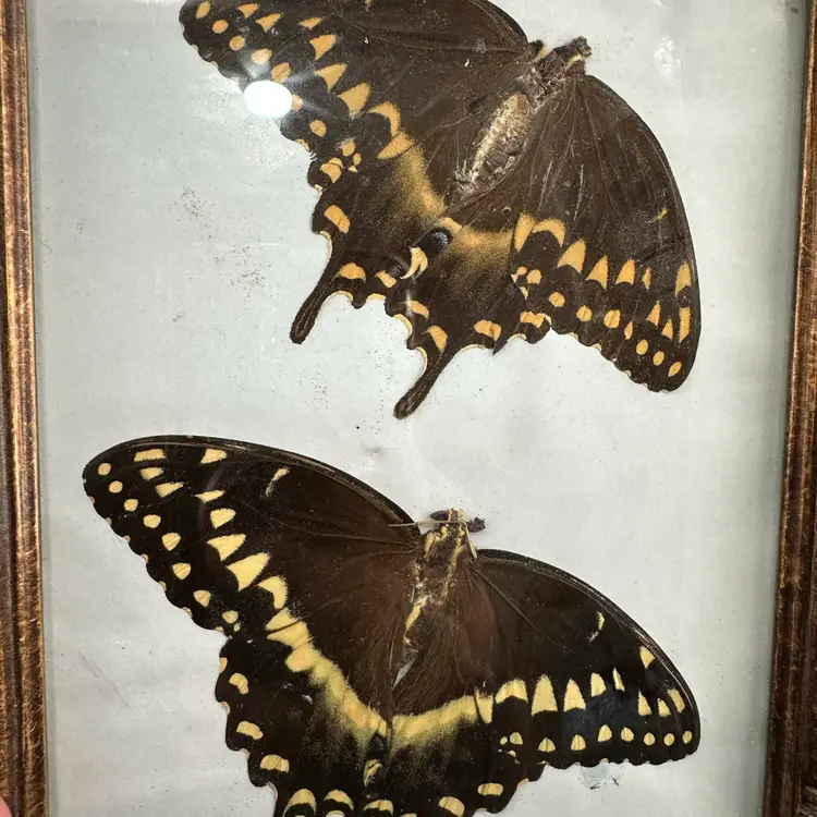 Framed Butterflies 6”x8”