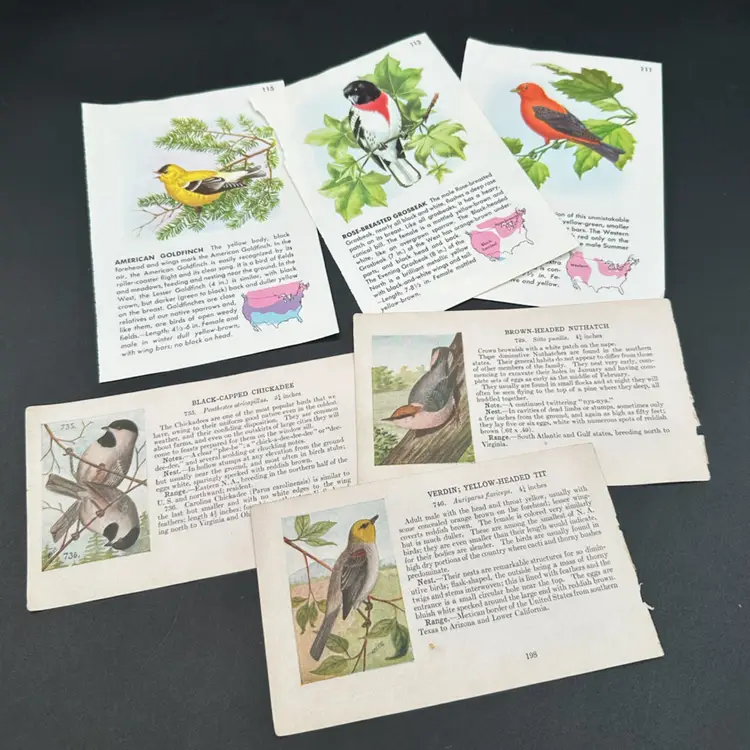 “Bird Is The Word” Bird Themed Book Pages, Lot Of 6 Double Sided Pages