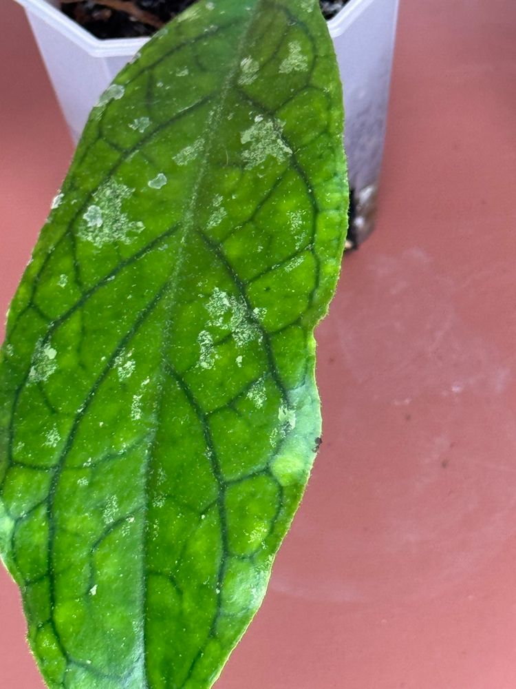 #3638 Hoya Ranauensis