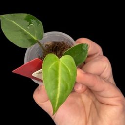 S28 Anthurium Michelle x (Forgetii x Mag) seedling