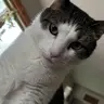 Shari