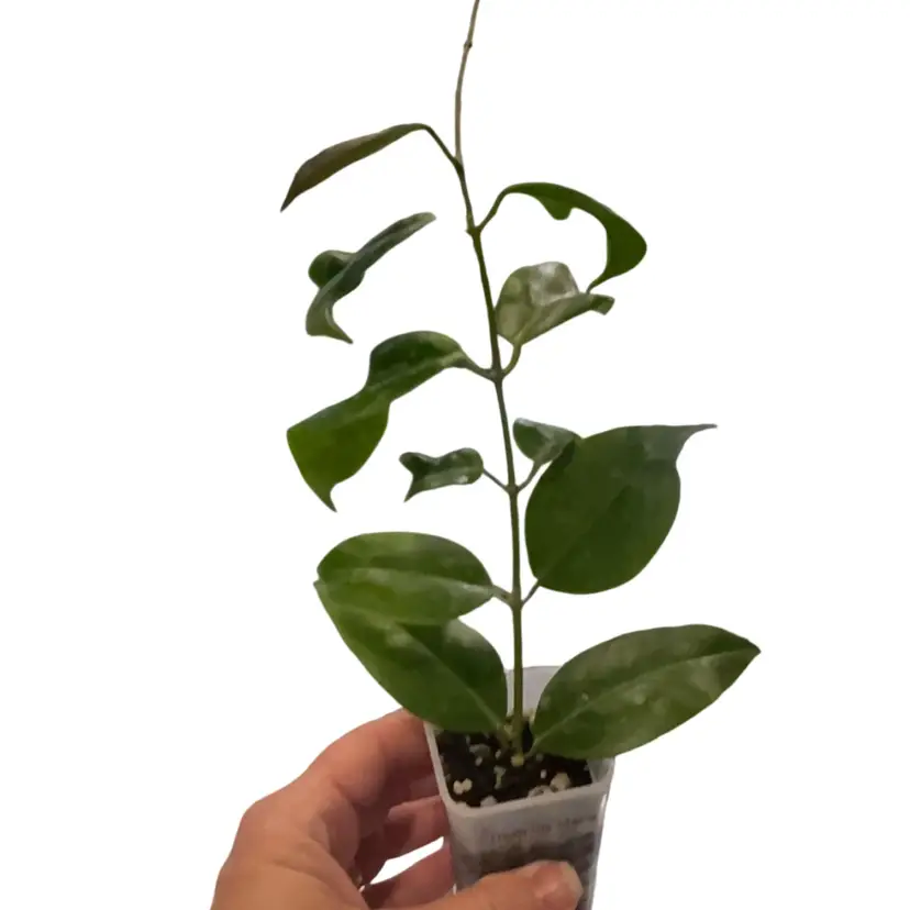 Hoya Iris Marie