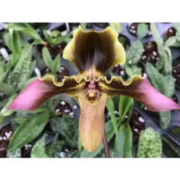 Paphiopedilum hirsutissimum var. esquirlei - 2” Pot