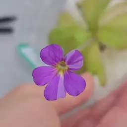 SC-11 Pinguicula agnata (Zimapan) x (laueana x emarginata)