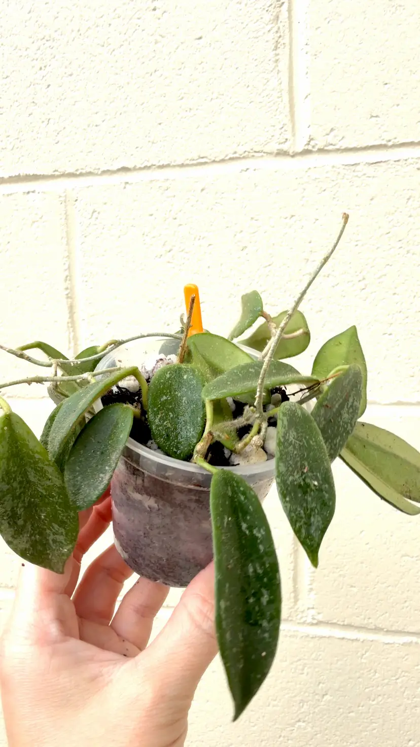 Thomsonii white 4” pot