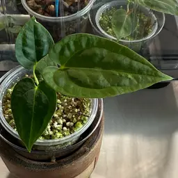 Crystallinum X Papillilaminum (Long x Long Bullet) X (Scott Cohen 2)