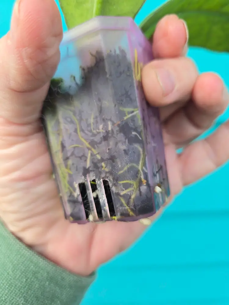 Hoya Kalteng Kalimantan