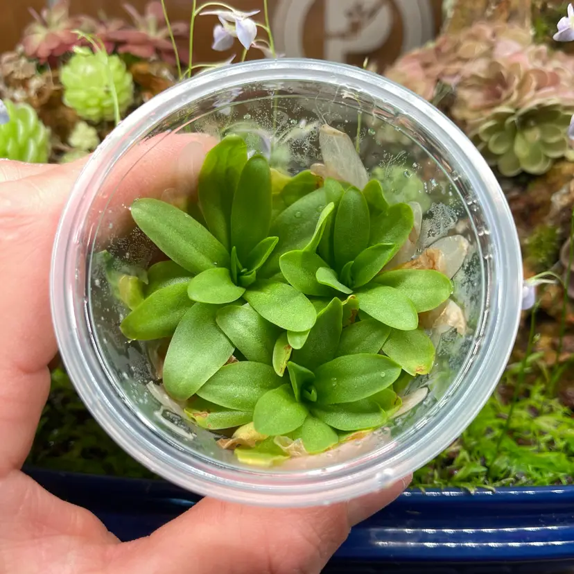 Pinguicula moctezumae x gigantea - Tissue Culture, Small (5.5oz) Flask