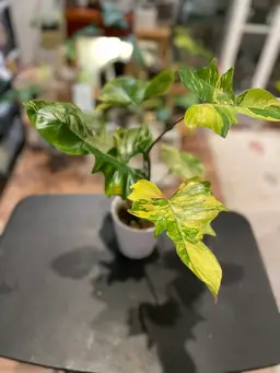 Florida Beauty X Mayoi