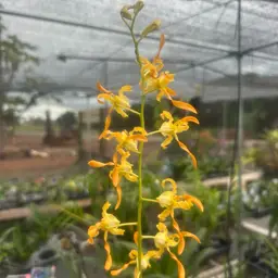 Dendrobium tangerinum