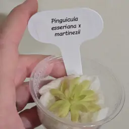 Pinguicula esseriana x martinezii