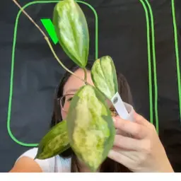 Incrassata Moonshadow