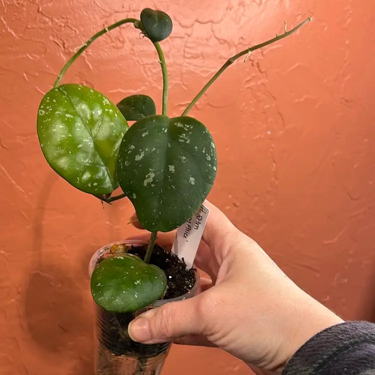 250 Hoya RHM ‘Mary Alice’