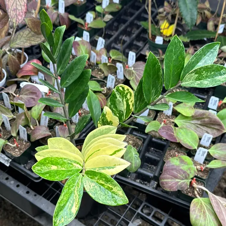 A65 Var. ZZ (1 Gallon) $20 Off