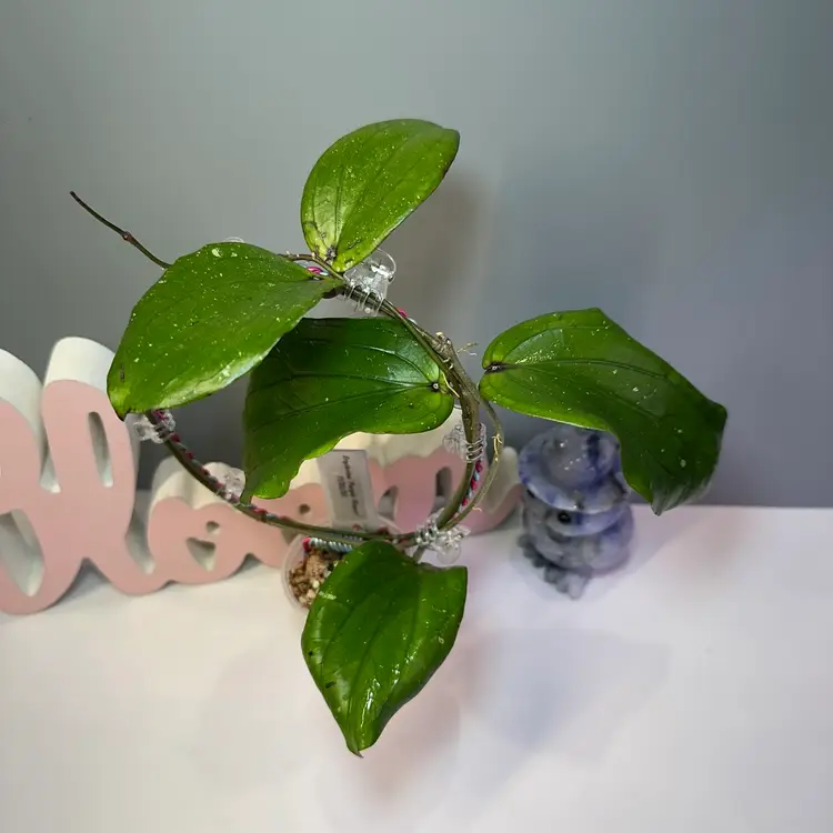 72 Erythrina ‘Purple Flower’