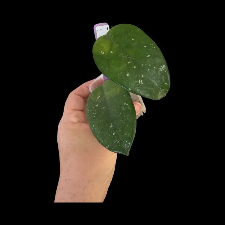 012 Hoya Carnosa Freckles Thai