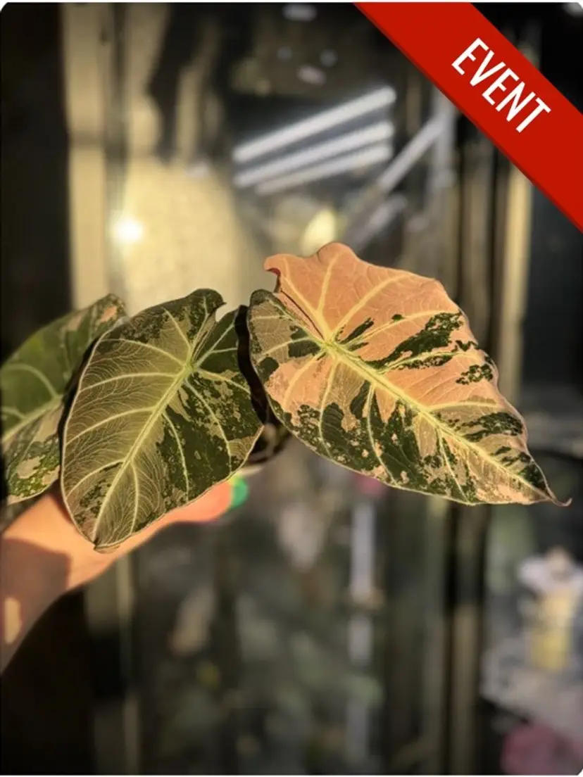 Livestream thumbnail