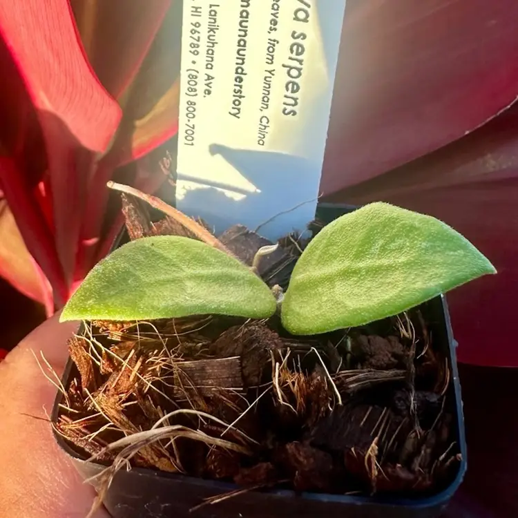 Hoya serpens (large leaf, from Yunnan, China)