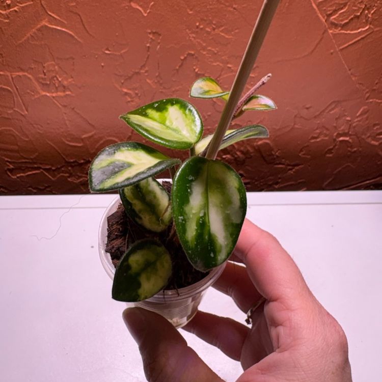 Hoya ‘Mathilde’ (variegated)