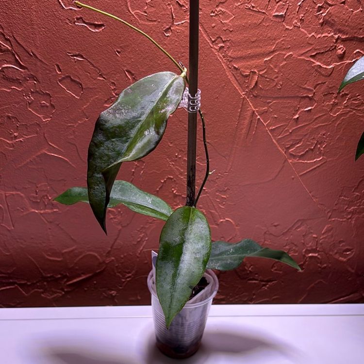 3033 Hoya fauziana ssp angulata
