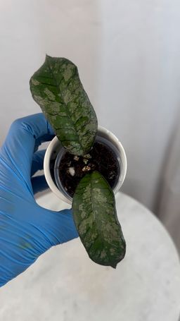 Hoya sp. Gunung Gading (Ghost)