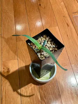 Welwitschia mirabilis