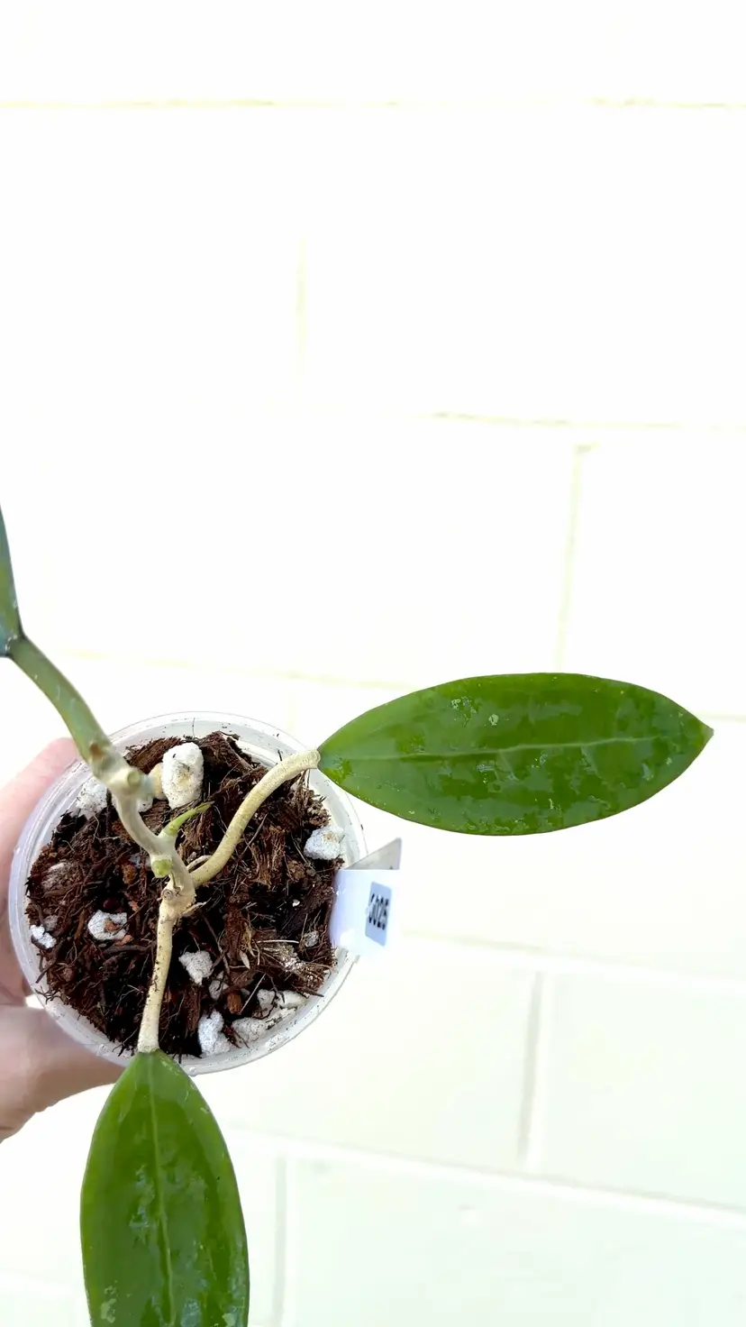 0025 Burma x Unk Seedling