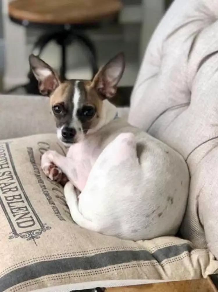 Giddy-Up Gift Gala On Niknax.net with MyFlippingVanLife 