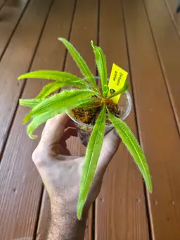 Drosera Adelae