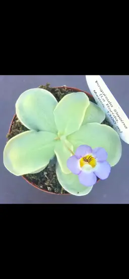 SEEDS Pinguicula lilacina