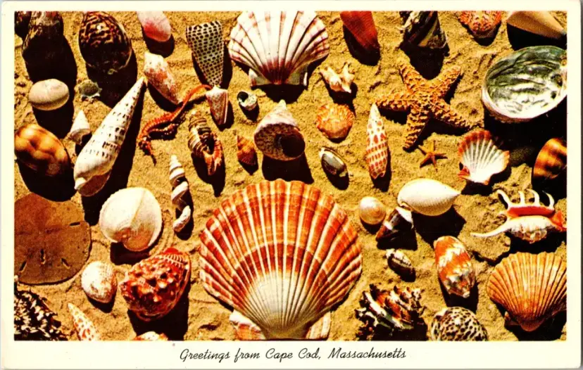 Postcard Greetings from Cape Cod Massachusetts Marine Shells Mollusks - 2018