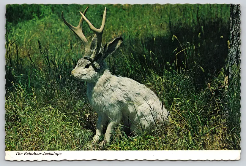 Postcard Fabulous Jackalope North America Mythological Creatures Cryptozoology - 13629