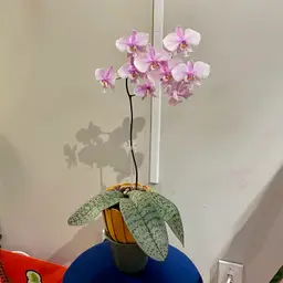 Phalaenopsis schilleriana super sliver orchid flowering