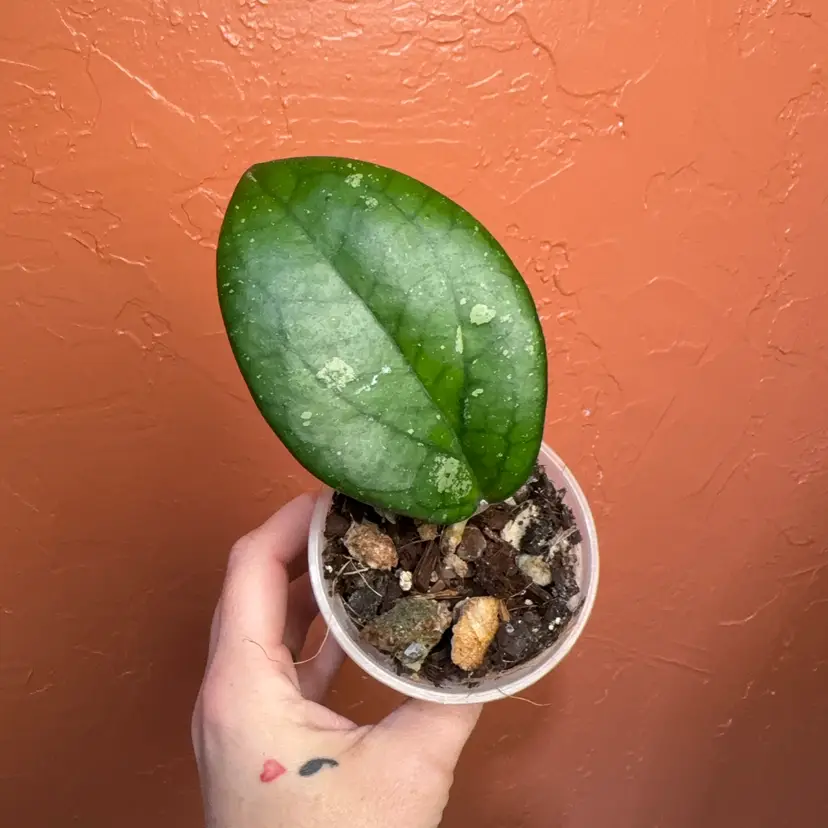 Hoya ‘Areya’