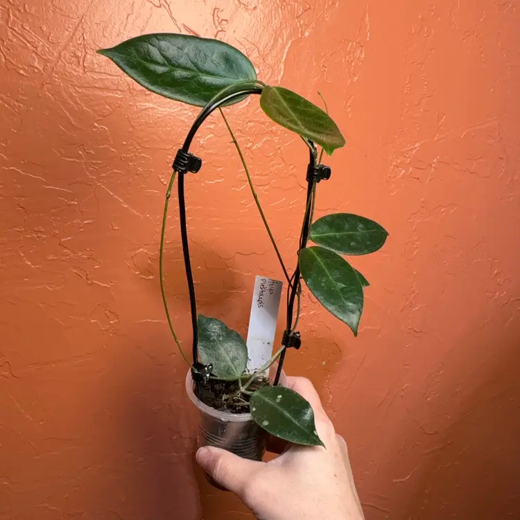 27 Hoya piestolepis