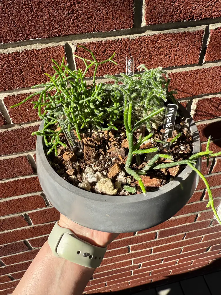 Mini Clear Acrylic Custom Engraved Plant Tags