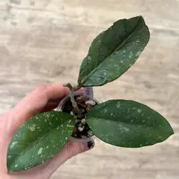 4 Hoya sp. Aceh ‘Rare Pattern’