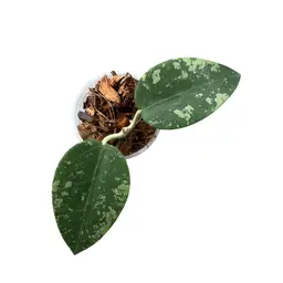 Hoya loyceandrewsiana x unk