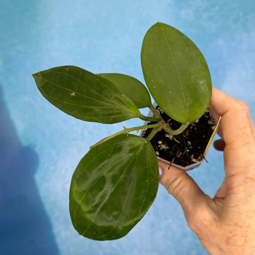 3 Hoya aff cominsii x unk. (from OP seedling)