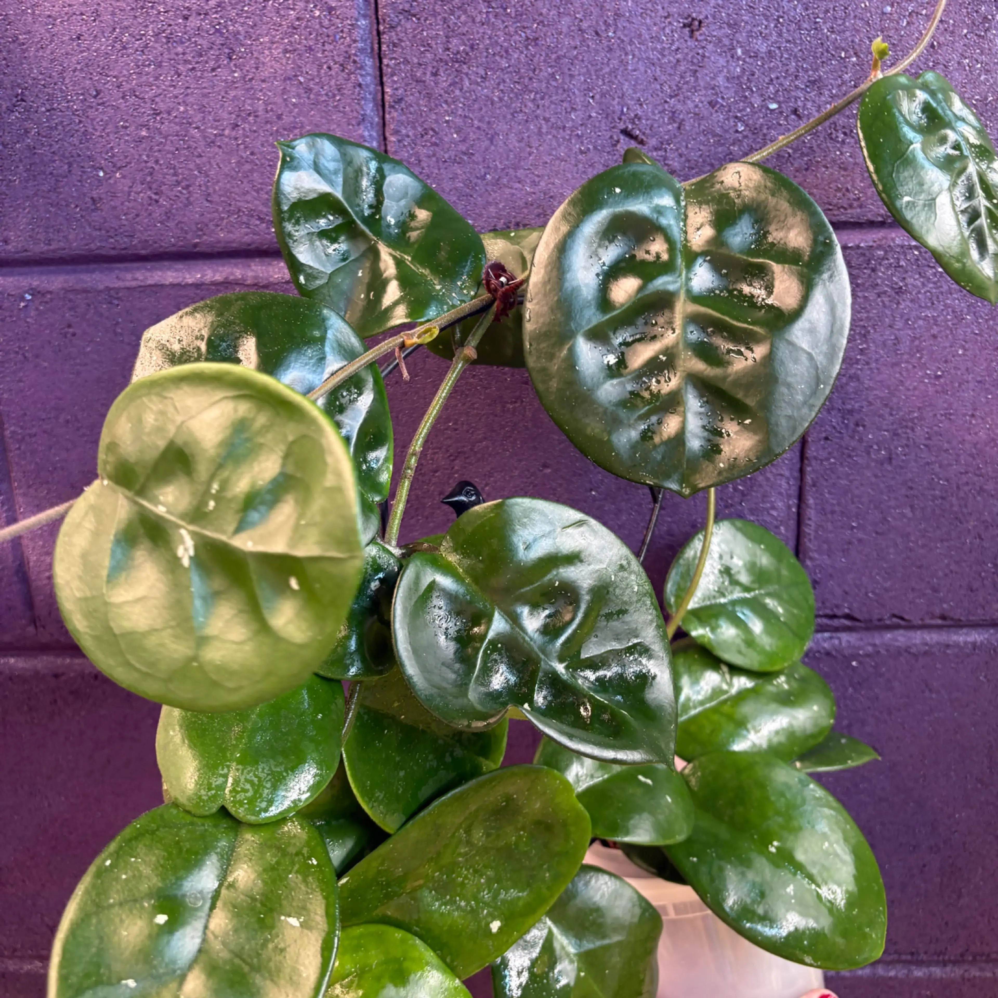 Image 2 of 2