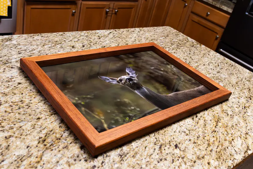 Forest Vigil - Fine Art Wildlife Photograph 16 x 24 by Faheem Jamaloodeen Hand Framed in Brazilian Cherry