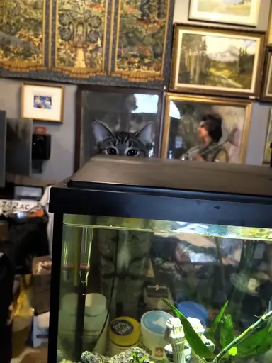 Tuesday Night Vintage Variety With Vintiquity In My Antique Store!